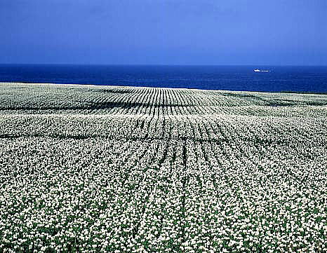 ジャガイモの花・オホーツク海