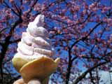 河津桜祭り・桜ジェラート